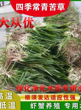 四季青矮生苦草长叶苦草水草鱼虾蟹养殖专用水草河道净化水质水草
