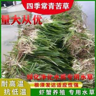 四季 青矮生苦草长叶苦草水草鱼虾蟹养殖专用水草河道净化水质水草