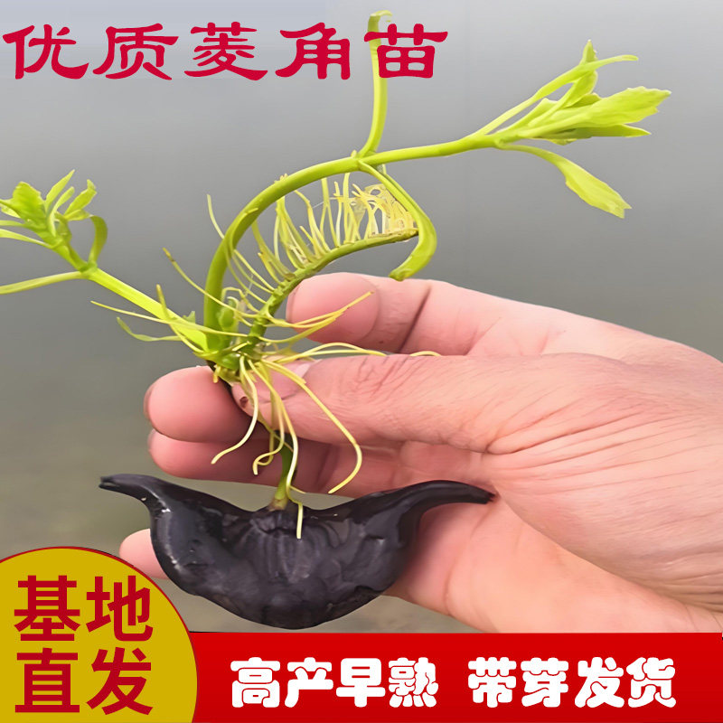 优质高产老菱角种子苗种基地直发