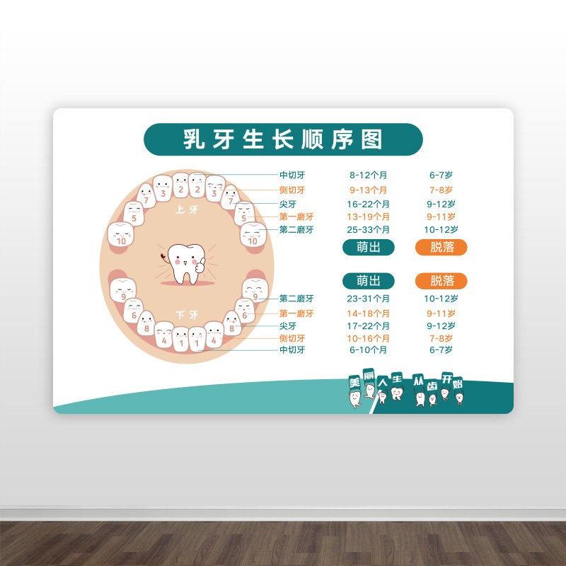 亚克力乳牙生长顺序萌出周期表口腔医院温馨牙科诊所墙贴贴纸挂画