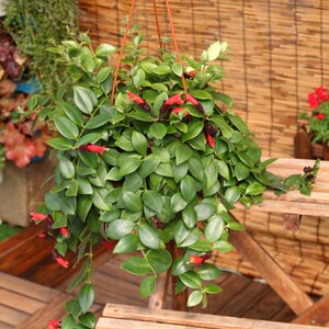 植物口红吊兰价格 植物口红吊兰图片 星期三 植物口红吊兰价格 植物口红吊兰图片 星期三