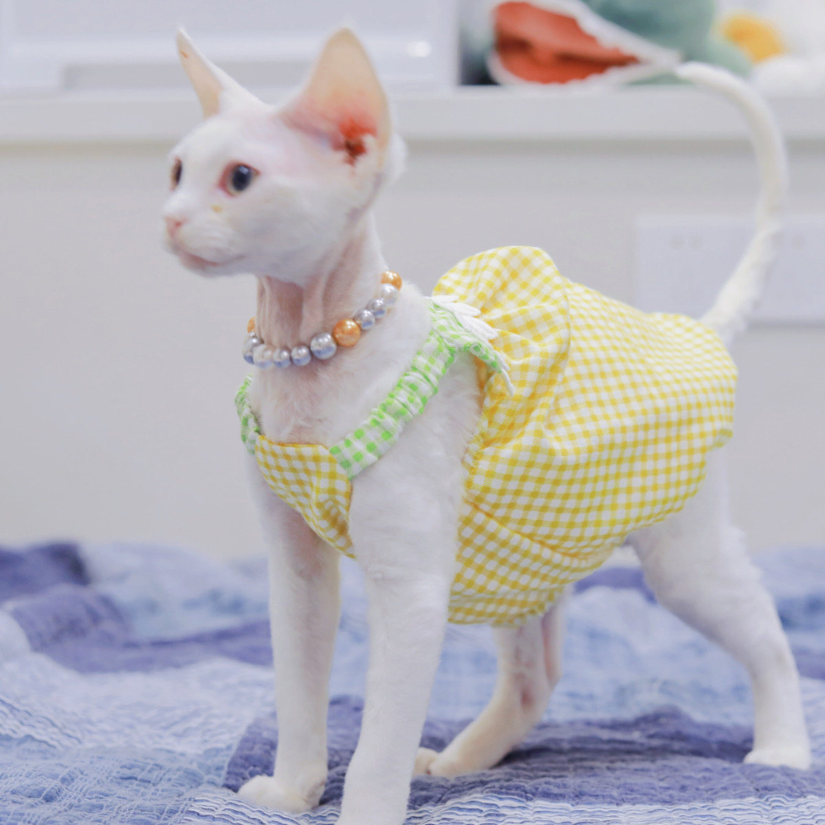 Pico 德文猫衣服无毛猫斯芬克斯衣服春夏黄绿格吊带南瓜裙灯笼裙