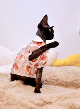 Pico 德文猫衣服无毛猫斯芬克斯衣服夏季娃娃领泡泡袖爱心连衣裙