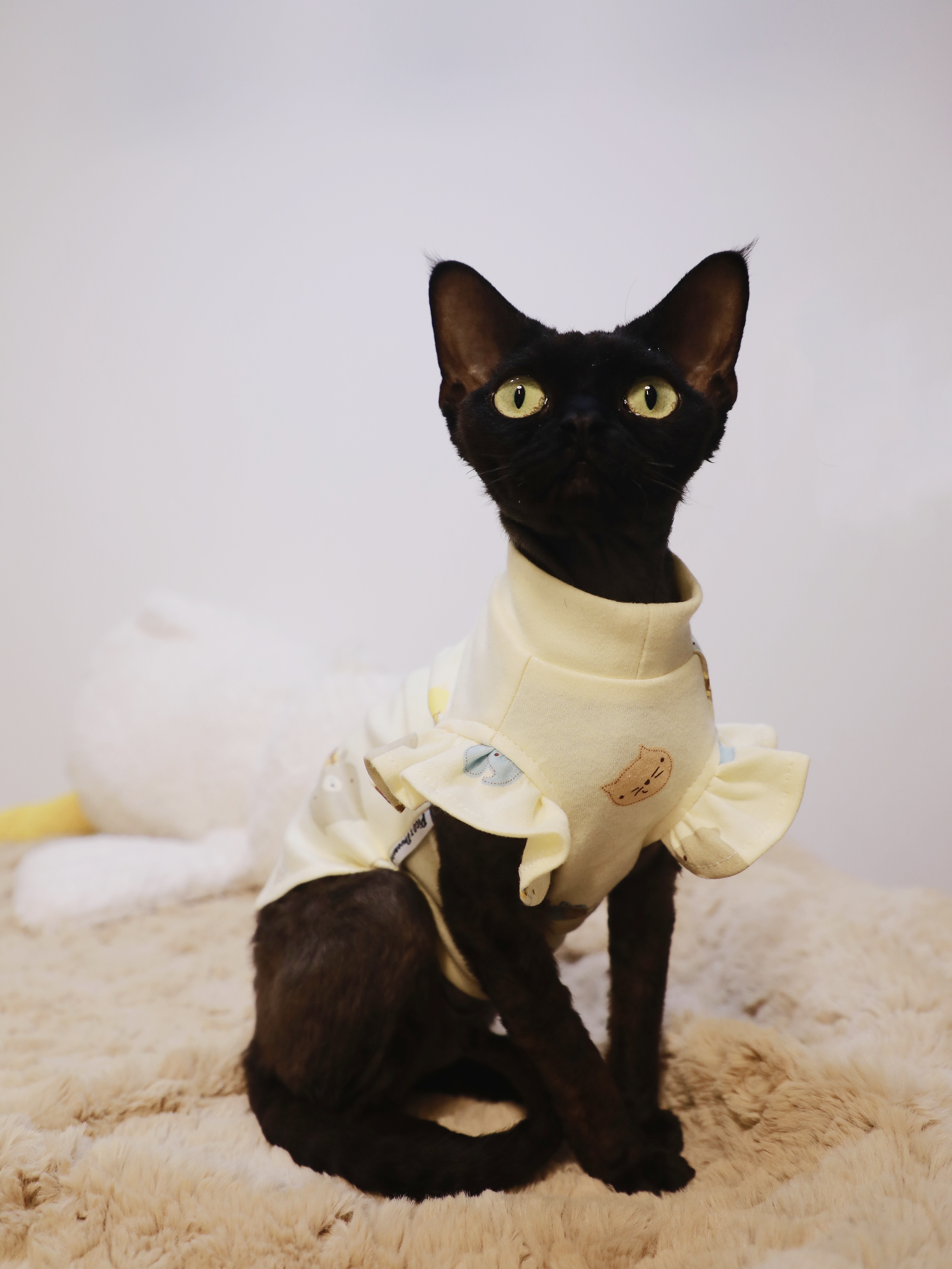 Pico 德文猫衣服无毛猫斯芬克斯衣服春夏季纯棉清新可爱小飞袖T恤