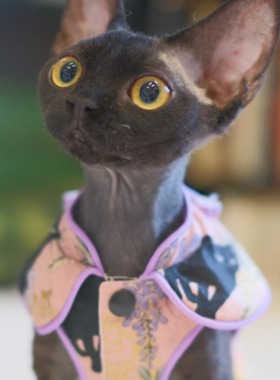 Pico 德文猫衣服无毛猫斯芬克斯全棉新中式秋冬新年烫金流苏盘扣