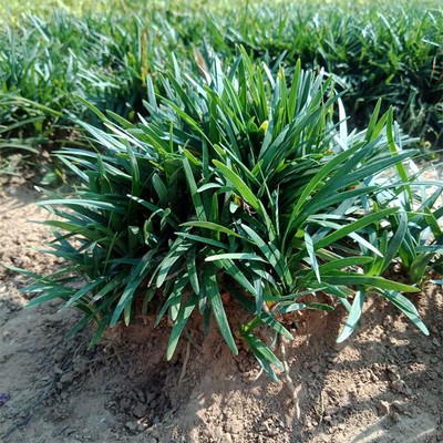 园林绿化植物日本玉龙草矮麦冬草