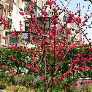 庭院观赏桃花红叶碧桃树苗紫叶碧桃苗工程绿化苗紫叶桃别墅风景树
