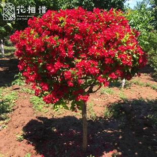 红王子锦带苗高杆锦带树庭院耐寒风景树绿篱花卉盆栽五彩锦带树苗