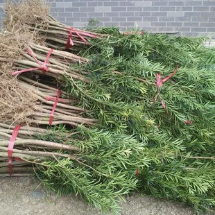 花卉盆栽产地直销罗汉松苗大量高档大叶罗汉松小苗征地苗圃直销