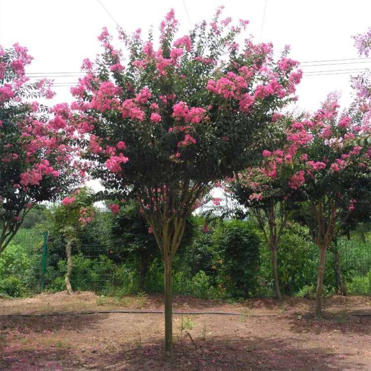 园林绿化苗木庭院植物粉红色紫薇花树苗紫薇苗占地紫薇花苗百日红