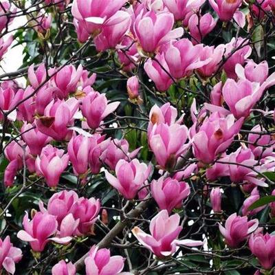 园林绿化苗庭院嫁接娇红一号玉兰