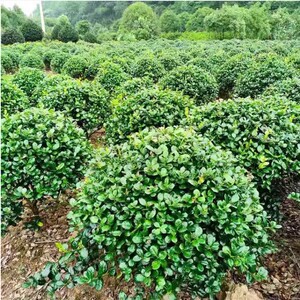 四季常青庭院耐寒植物无刺枸骨球