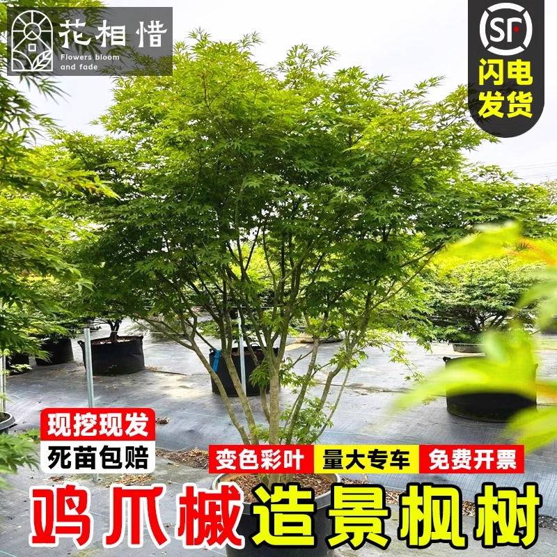 小叶鸡爪槭树苗别墅庭院大型耐寒