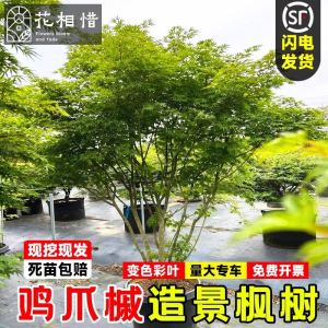 小叶鸡爪槭树苗别墅庭院大型耐寒