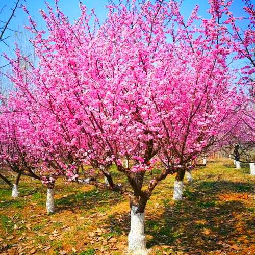 风景树庭院植物梅花榆叶梅