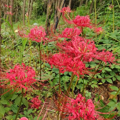 彼岸花种球庭院四季盆栽植物花卉