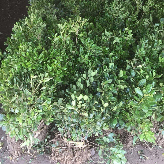 庭院绿化苗彩色树种海桐四季常青
