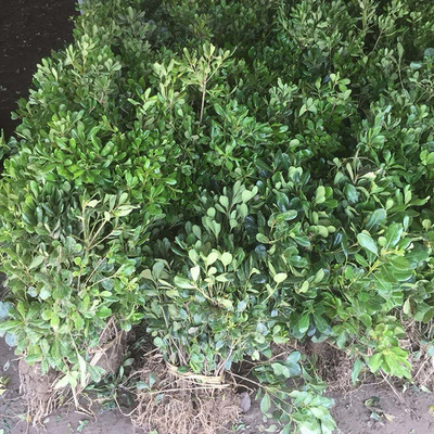 庭院绿化苗彩色树种海桐四季常青