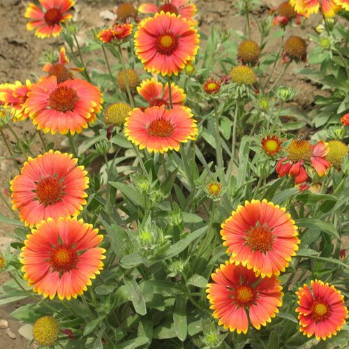 庭院绿化四季景观种子多年天人菊