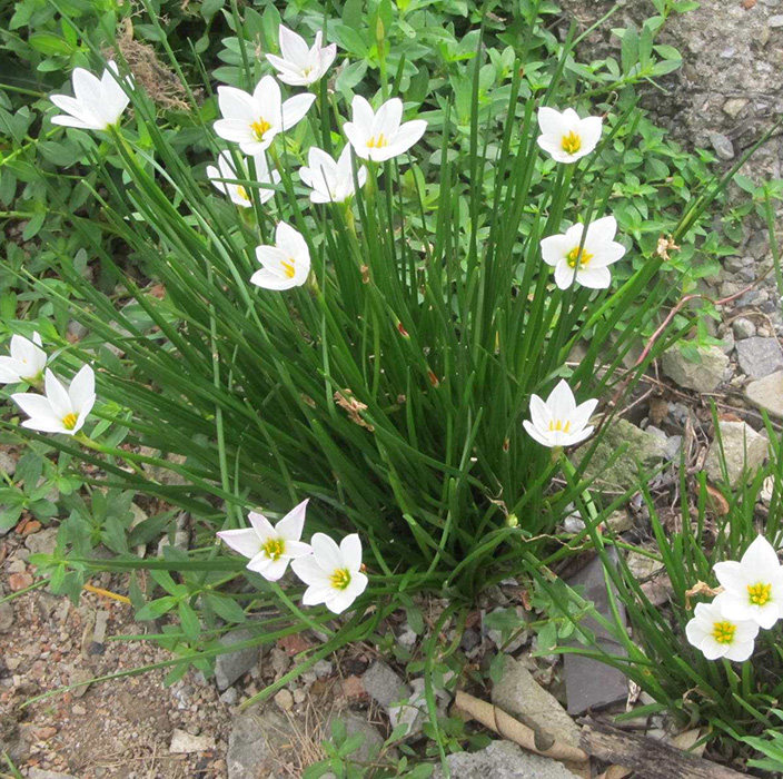 庭院花坛常青植物宿根花卉葱兰苗图片