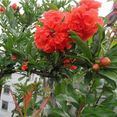 牡丹石榴树苗四季开花重瓣盆栽苗