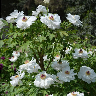 四季盆栽植物庭院花卉正宗菏泽洛阳观赏牡丹花苗凤丹大苗重瓣大花