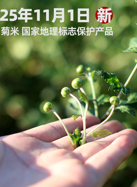 2025新遂昌石练菊米茶珍珠菊花胎菊茶野菊米菊蕾花草茶100g