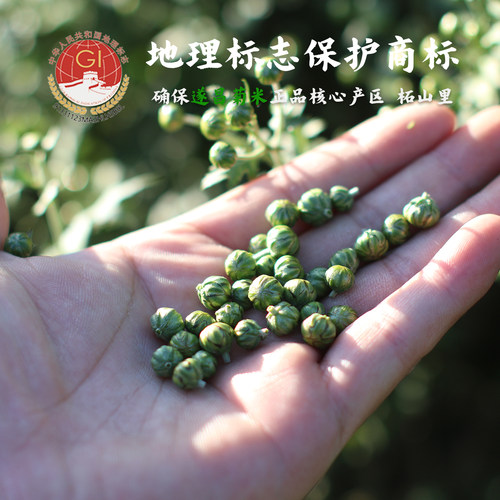 花草茶遂昌菊米菊花袋装花草茶
