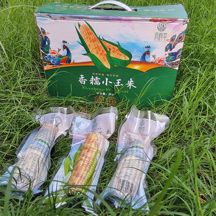 西双版纳香糯小玉米棒新鲜现采摘