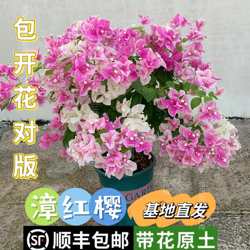 红樱三角梅爬藤四季开花高飘勤花