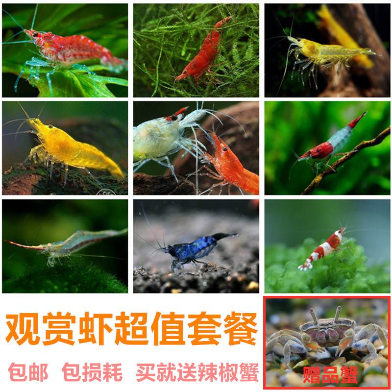 观赏虾黑壳虾除藻虾活体极火鱼缸