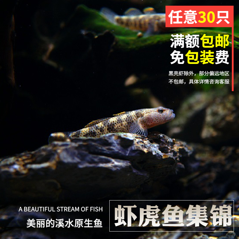 溪吻虾虎活体冷水鱼原生鱼