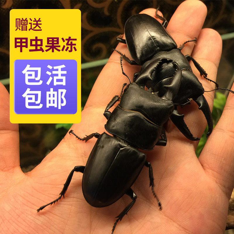 甲虫活体中国扁楸楸甲虫锹甲虫可爱宠物自然课