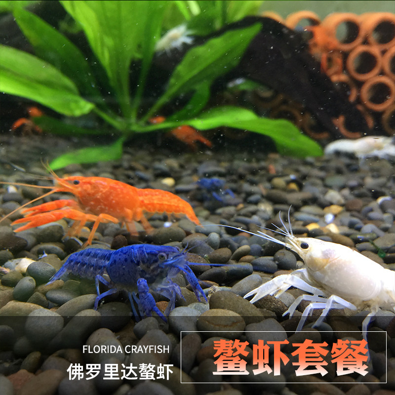 佛罗里达蓝魔虾佛蓝鳌虾观赏虾观赏虾宠物虾活体虾除藻活体宠物