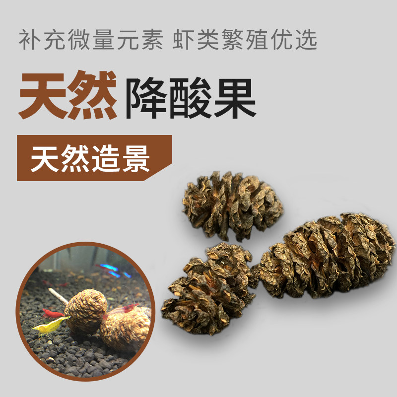 降酸果降低ph值天然果夜叉五陪子调节水质水晶虾繁殖补充微量元素