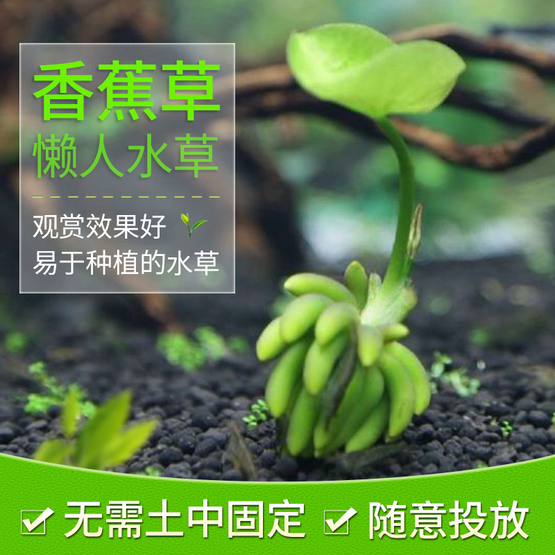 进口香蕉草 结蕉草水中叶 前景水草造景活体 懒人草无需种植