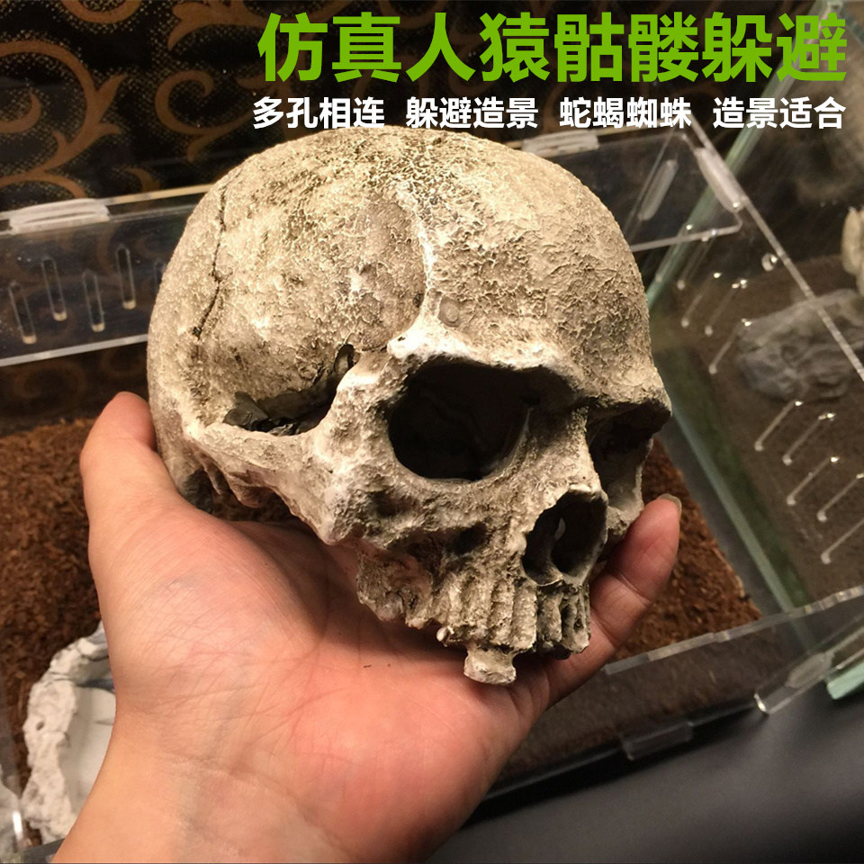 仿真头骨蜥蜴躲避洞穴蛙眼守宫蜘蛛蝎子饲养箱爬宠盒爬虫箱造景