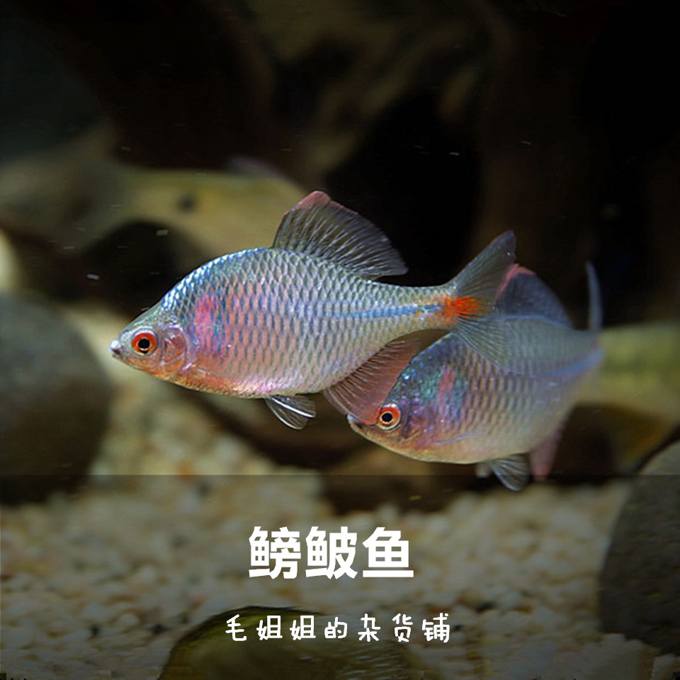 鰟鮍旁皮鳑鲏活体观赏鱼