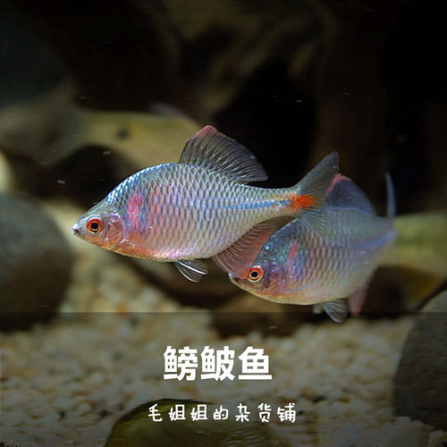 皮鱼 鰟鮍鱼 高体旁皮鳑鲏活体 观赏鱼冷水鱼 灯鱼 原生鱼 除藻鱼 - 封面