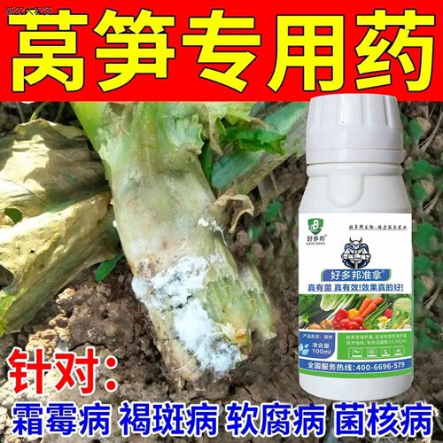 莴笋防治专用菌核病叶斑