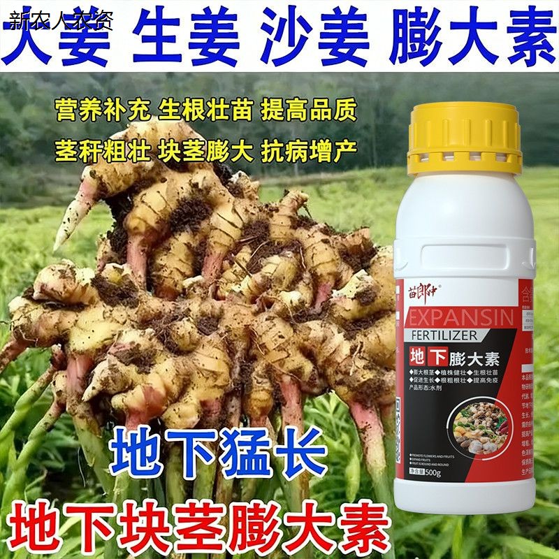 生姜膨大素沙姜南姜黄姜