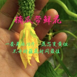 大刺黄瓜鲜花顺直王,摘瓜带鲜花。一套兑水10斤