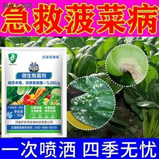 菠菜病害猝倒病心腐病黄叶花叶霜霉灰霉炭疽病强效一扫清祛病菌