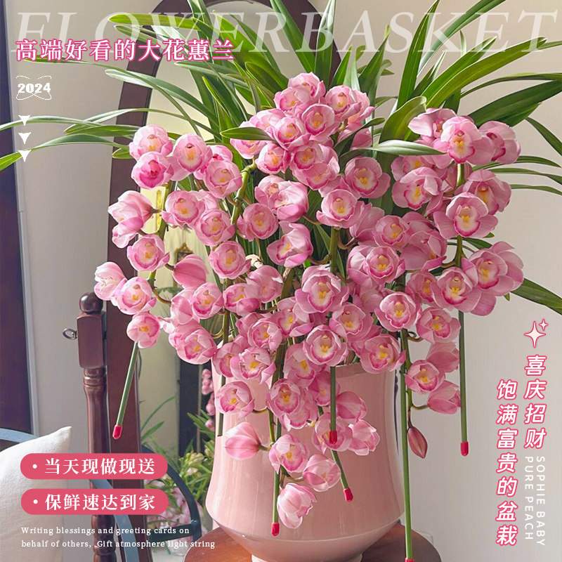 母亲节惠兰蝴蝶兰盆栽乔迁鲜花同城配送北京上海广州花店