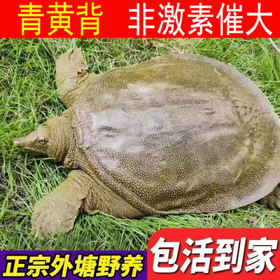 正宗青黄色黄油公甲鱼