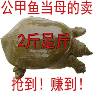 青黄背公母甲鱼新鲜活 野外生态放养外塘甲鱼母鳖水鱼团鱼王八