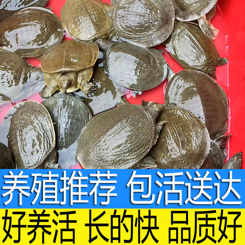 小甲鱼苗鲜活体食用公母小外塘放养中华鳖苗套养散养垂钓卤味麻辣