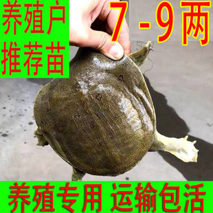 【青黄色 】放养公雄大甲鱼活体鲜活食用小甲鱼鳖苗中华鳖苗食用