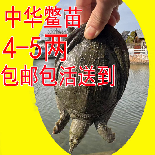 新人特价生态放养鲜活小甲鱼