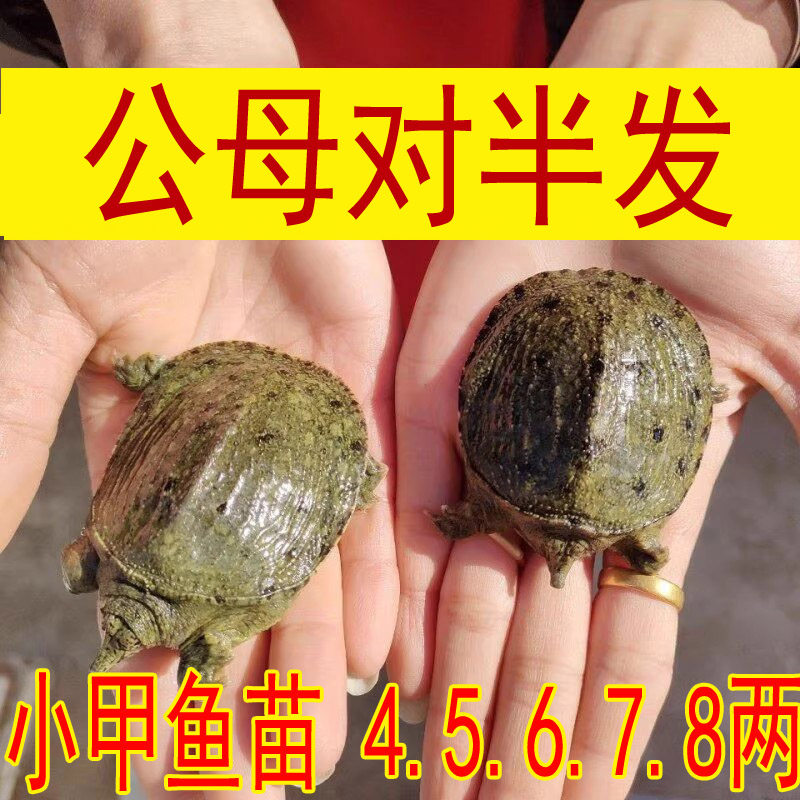 公母对半 野外放养鲜活小甲鱼苗活体中华鳖苗水鱼团鱼外塘冷水鳖